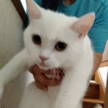 12月15日にはちなか店に参加するホーリーキャットの保護猫14