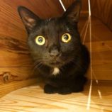 12月15日にはちなか店に参加するホーリーキャットの保護猫15