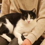 12月15日にはちなか店に参加するホーリーキャットの保護猫16