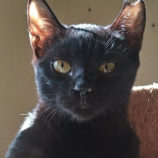 12月15日にはちなか店に参加するホーリーキャットの保護猫17