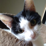 12月15日にはちなか店に参加するホーリーキャットの保護猫18