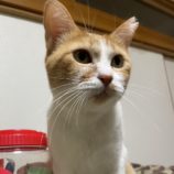 12月15日にはちなか店に参加するホーリーキャットの保護猫19