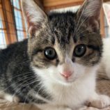 12月7日市原店に参加する花ねこ千葉の保護猫01