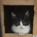 12月7日市原店に参加する花ねこ千葉の保護猫02