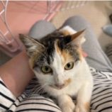 12月7日市原店に参加する花ねこ千葉の保護猫03