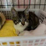 12月7日市原店に参加する花ねこ千葉の保護猫05