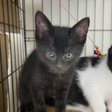 12月7日市原店に参加する花ねこ千葉の保護猫06