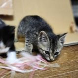 12月7日市原店に参加する花ねこ千葉の保護猫07