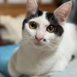 12月7日市原店に参加する花ねこ千葉の保護猫08