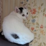 12月7日市原店に参加する花ねこ千葉の保護猫09