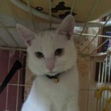 12月7日市原店に参加する花ねこ千葉の保護猫10