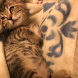 12月7日市原店に参加する花ねこ千葉の保護猫11