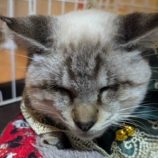 12月7日市原店に参加する花ねこ千葉の保護猫12