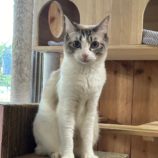 12月7日君津店に参加する猫レンジャーの保護猫01