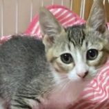 12月7日君津店に参加する猫レンジャーの保護猫02