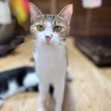 12月7日君津店に参加する猫レンジャーの保護猫04