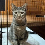 12月7日君津店に参加する猫レンジャーの保護猫05