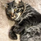 12月7日君津店に参加する猫レンジャーの保護猫06