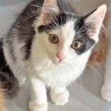 12月7日君津店に参加する猫レンジャーの保護猫07