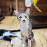 12月7日君津店に参加する猫レンジャーの保護猫08