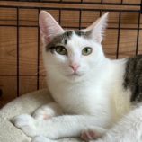 12月7日君津店に参加する猫レンジャーの保護猫09