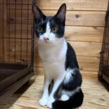 12月7日君津店に参加する猫レンジャーの保護猫11