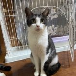 12月7日君津店に参加する猫レンジャーの保護猫12