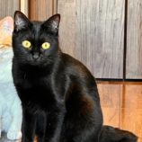 12月7日君津店に参加する猫レンジャーの保護猫13