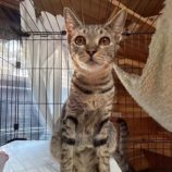 12月7日君津店に参加する猫レンジャーの保護猫14