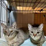 12月7日君津店に参加する猫レンジャーの保護猫15