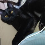 12月7日君津店に参加する猫レンジャーの保護猫17