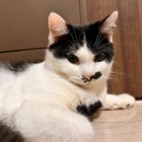 12月28日君津店に参加する富津ねこネットの保護猫03