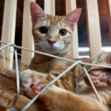 12月28日君津店に参加する富津ねこネットの保護猫06