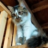 12月28日君津店に参加する富津ねこネットの保護猫07