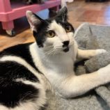 12月28日君津店に参加する富津ねこネットの保護猫08