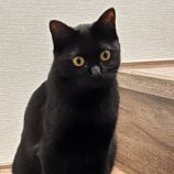 12月28日君津店に参加する富津ねこネットの保護猫10