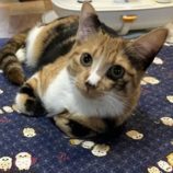 12月28日君津店に参加する富津ねこネットの保護猫13