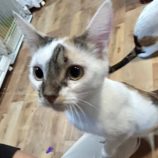 12月28日君津店に参加する富津ねこネットの保護猫14