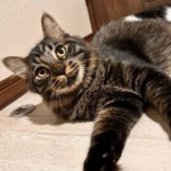 12月28日君津店に参加する富津ねこネットの保護猫15