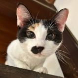 12月28日君津店に参加する富津ねこネットの保護猫17