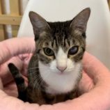 12月28日君津店に参加する富津ねこネットの保護猫19