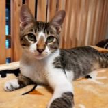 12月28日君津店に参加する富津ねこネットの保護猫20