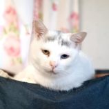 12月15日古河店に参加するにゃんこの大冒険の保護猫01