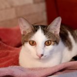 12月15日古河店に参加するにゃんこの大冒険の保護猫02