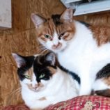 12月15日古河店に参加するにゃんこの大冒険の保護猫03