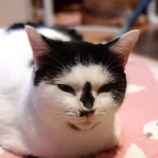 12月15日古河店に参加するにゃんこの大冒険の保護猫04