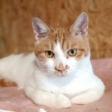 12月15日古河店に参加するにゃんこの大冒険の保護猫05