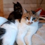 12月15日古河店に参加するにゃんこの大冒険の保護猫06