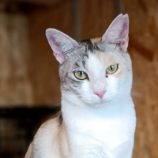 12月15日古河店に参加するにゃんこの大冒険の保護猫07