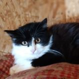 12月15日古河店に参加するにゃんこの大冒険の保護猫08